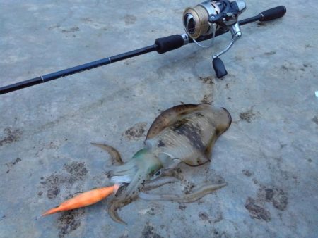 越前海岸エギングシーズン開幕！